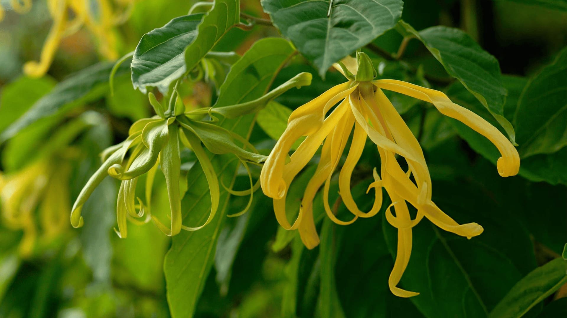 Ylang Ylang: Discover What This Exotic Scent Smells Like - Source of ...